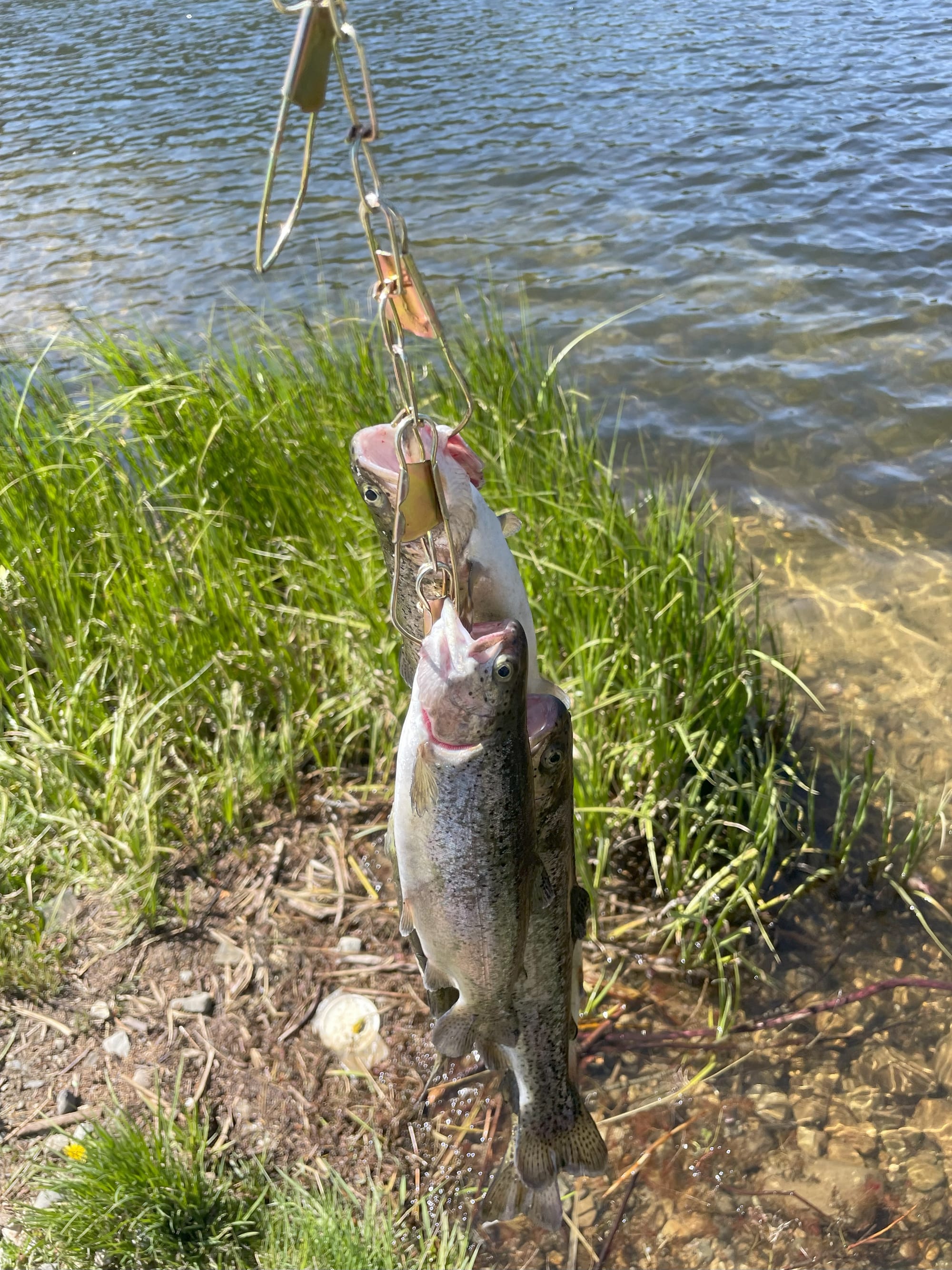 4 rainbow trout ona stringer. THere's grass and clear water in the background. The fish were delicious.
